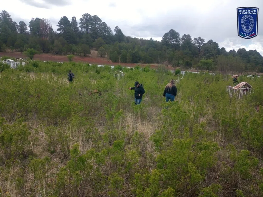 FGE rastrea fincas y panteón en Madera sin hallazgos relevantes - imagen 5