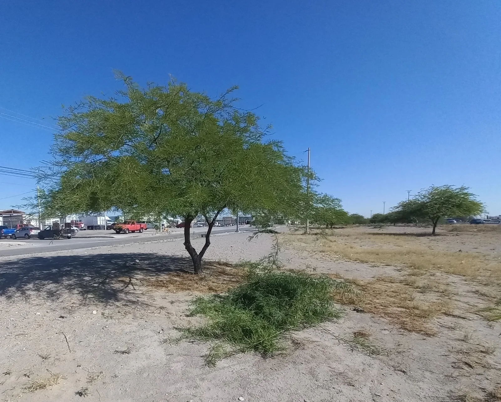 26 voluntarios podaron más de 50 árboles en el bulevar Independencia de Ciudad Juárez - imagen 1