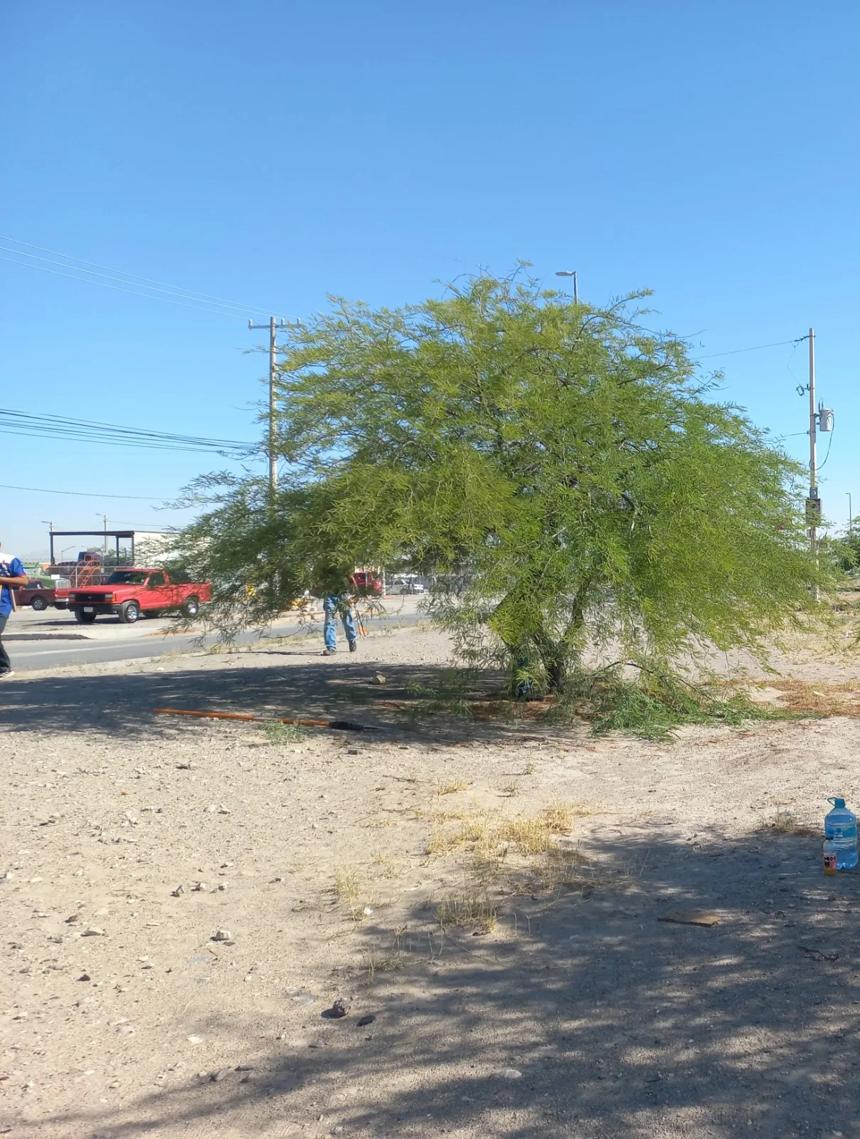 26 voluntarios podaron más de 50 árboles en el bulevar Independencia de Ciudad Juárez - imagen 2