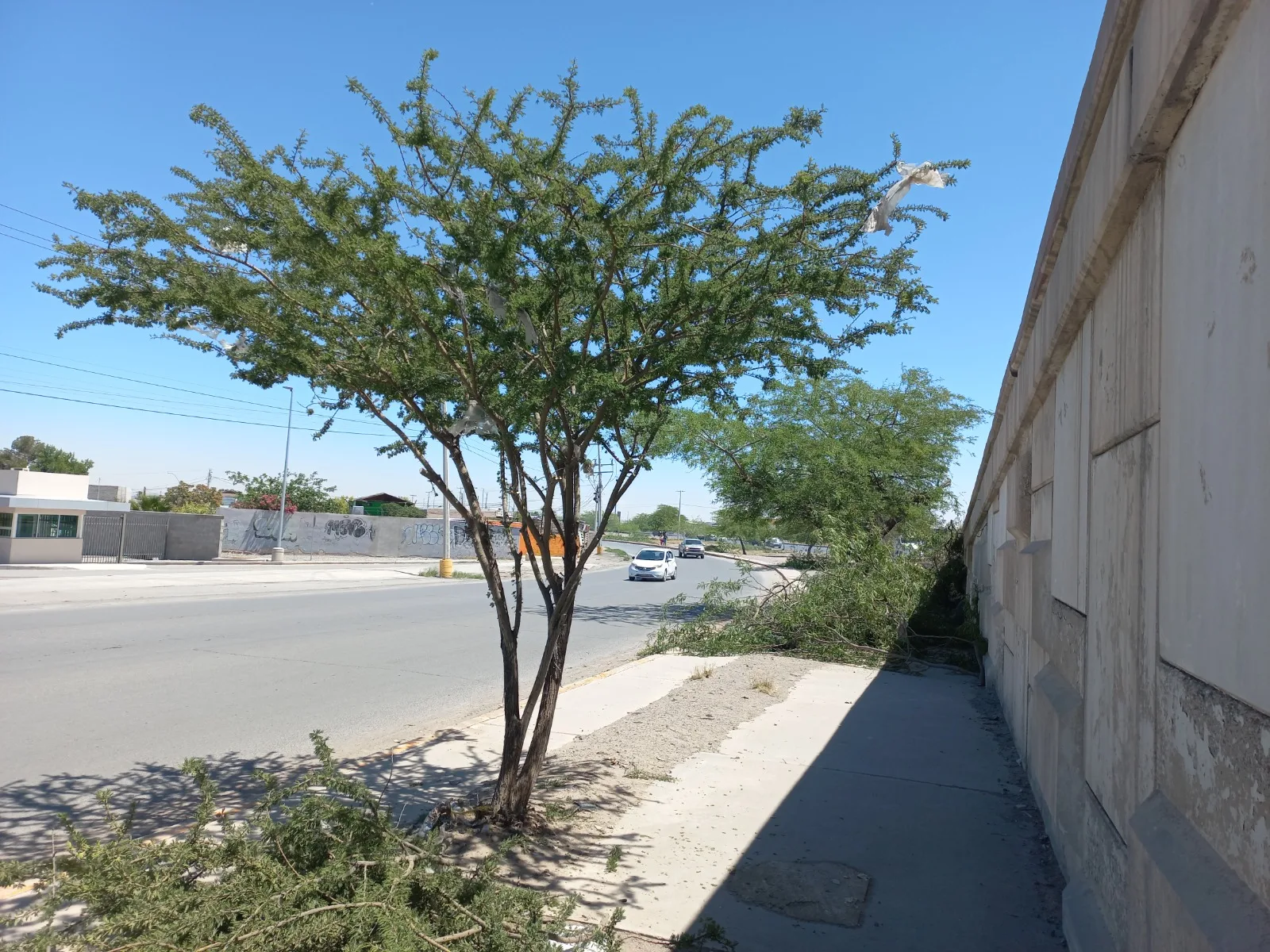 26 voluntarios podaron más de 50 árboles en el bulevar Independencia de Ciudad Juárez - imagen 7