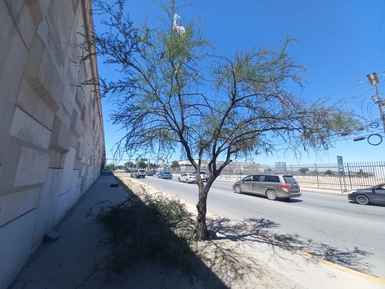 26 voluntarios podaron más de 50 árboles en el bulevar Independencia de Ciudad Juárez - imagen 8