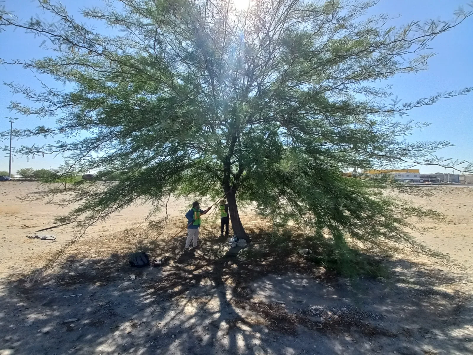 26 voluntarios podaron más de 50 árboles en el bulevar Independencia de Ciudad Juárez - imagen 9