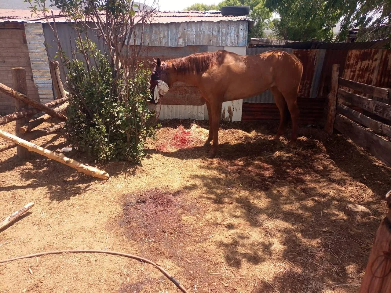Vinculan a proceso a joven de 19 años por atacar a una yegua con un hacha en Madera, Chihuahua - imagen 2