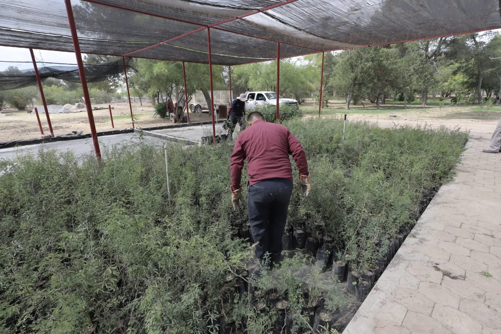 Más de 8 mil árboles llegan al vivero municipal de Ciudad Juárez para ser distribuidos en 90 escuelas - imagen 1