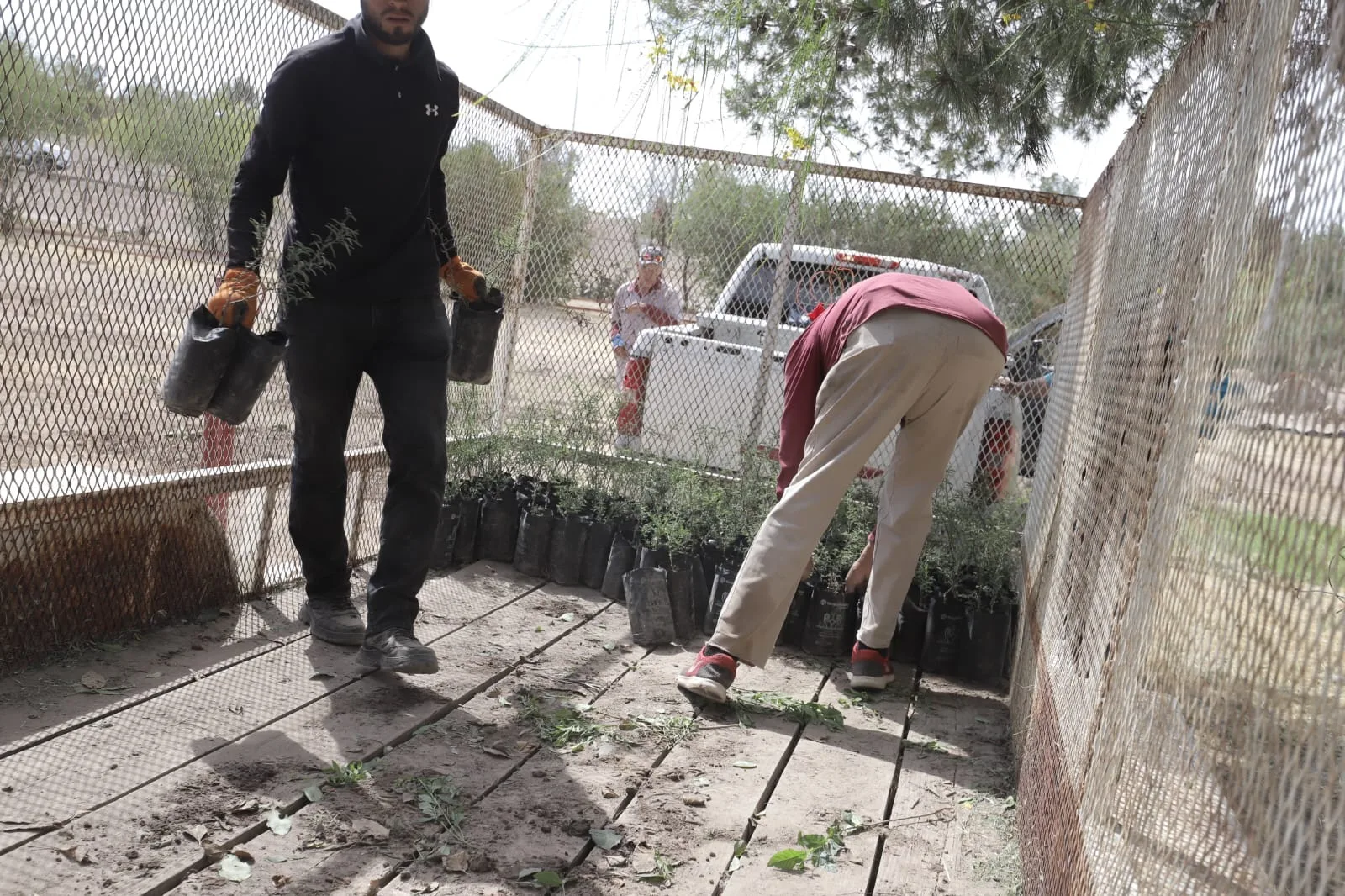 Más de 8 mil árboles llegan al vivero municipal de Ciudad Juárez para ser distribuidos en 90 escuelas - imagen 4