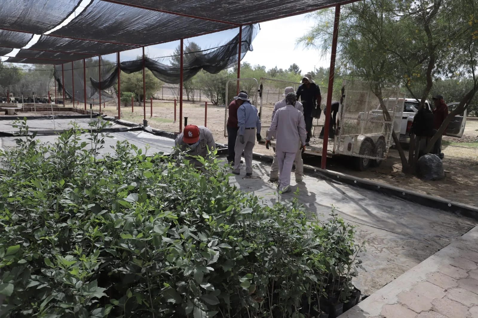Más de 8 mil árboles llegan al vivero municipal de Ciudad Juárez para ser distribuidos en 90 escuelas - imagen 7