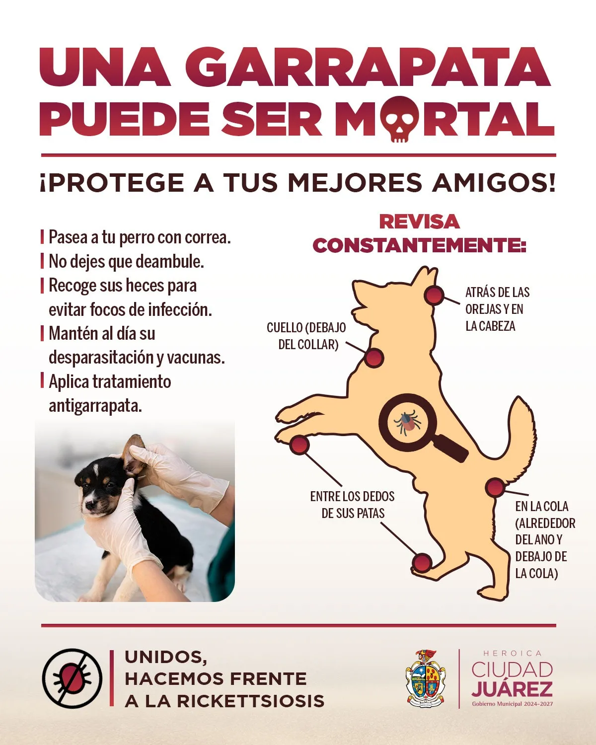 Ciudad Juárez intensifica fumigaciones y reparte antiparasitarios gratis ante la rickettsiosis endémica - imagen 1