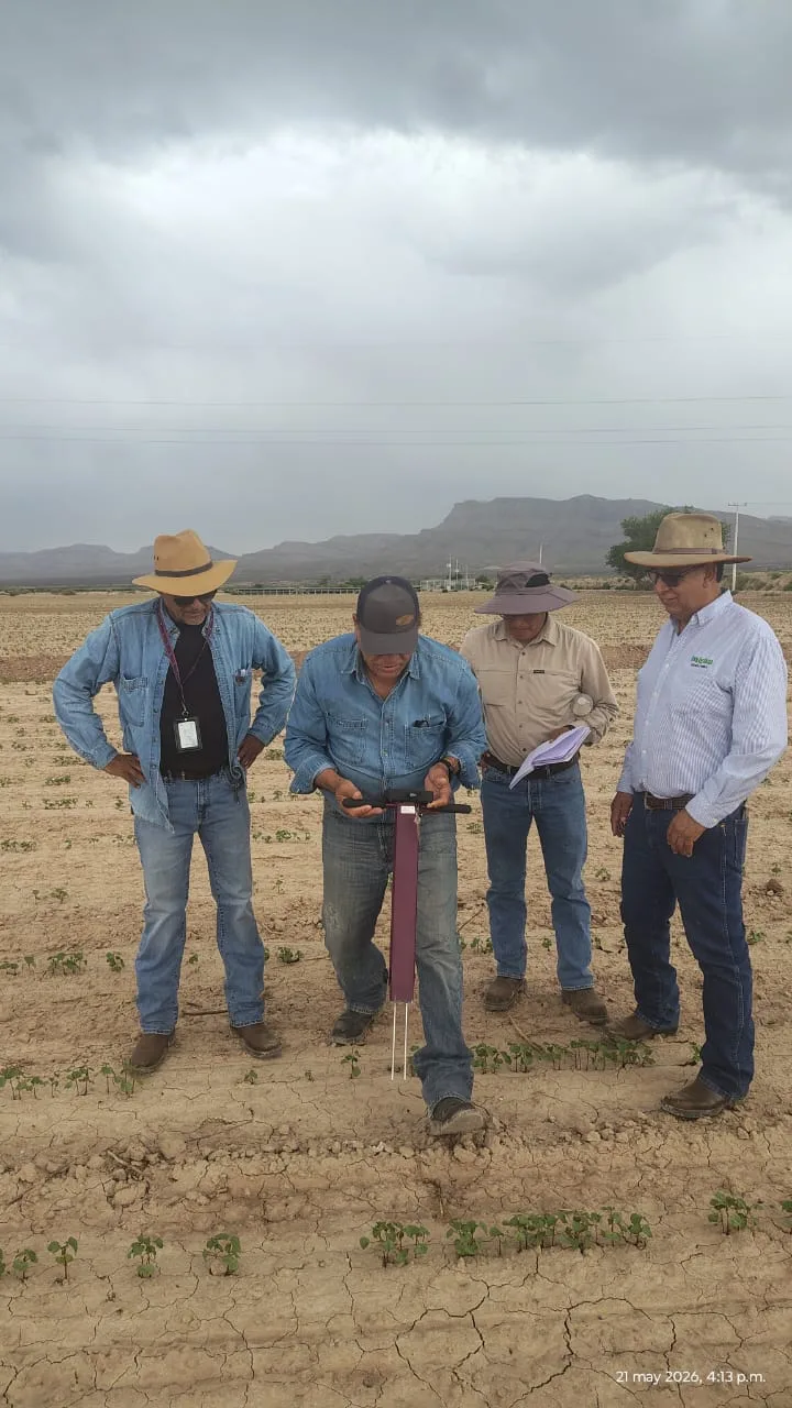Ciudad Juárez integra drones, sensores e imágenes satelitales en parcelas agrícolas demostrativas - imagen 4