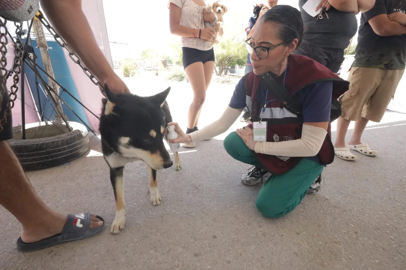 DABA recomienda cuidados para mascotas ante altas temperaturas en Ciudad Juárez