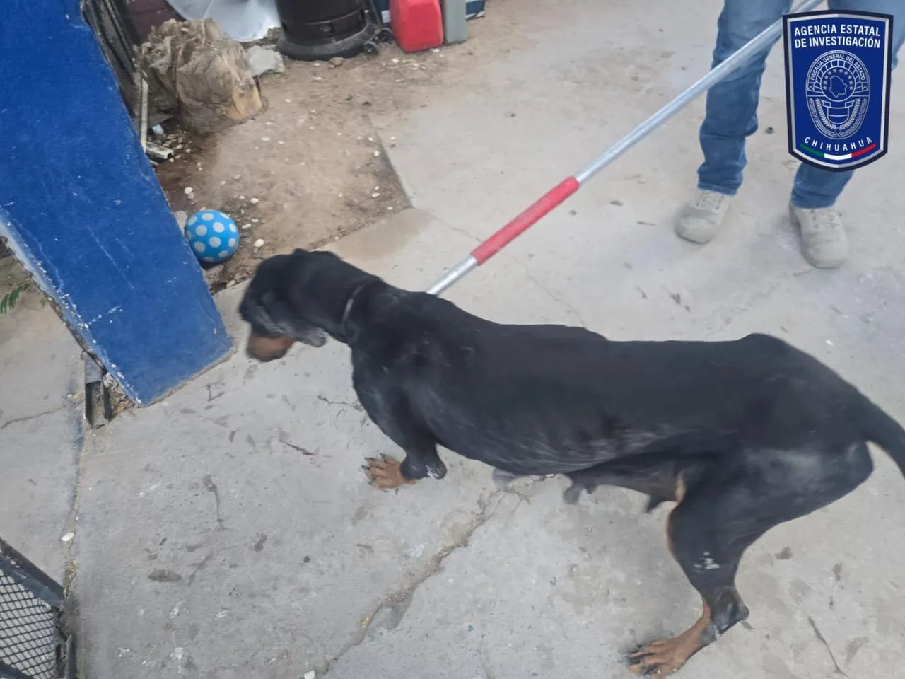 Aseguran 37 caninos por maltrato en cateos realizados en Ciudad Juárez - imagen 2