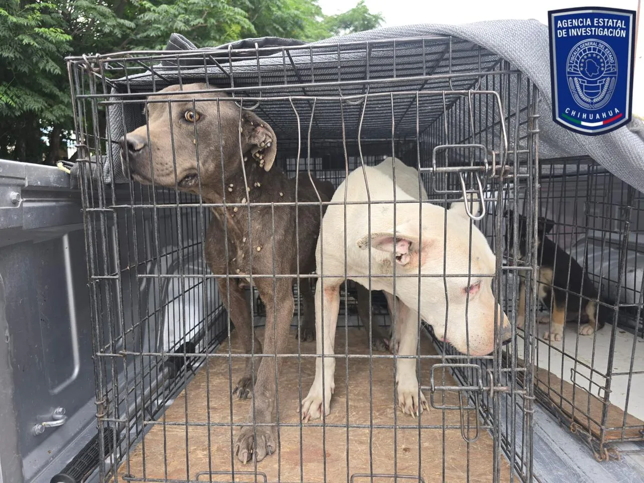 Aseguran 37 caninos por maltrato en cateos realizados en Ciudad Juárez - imagen 5