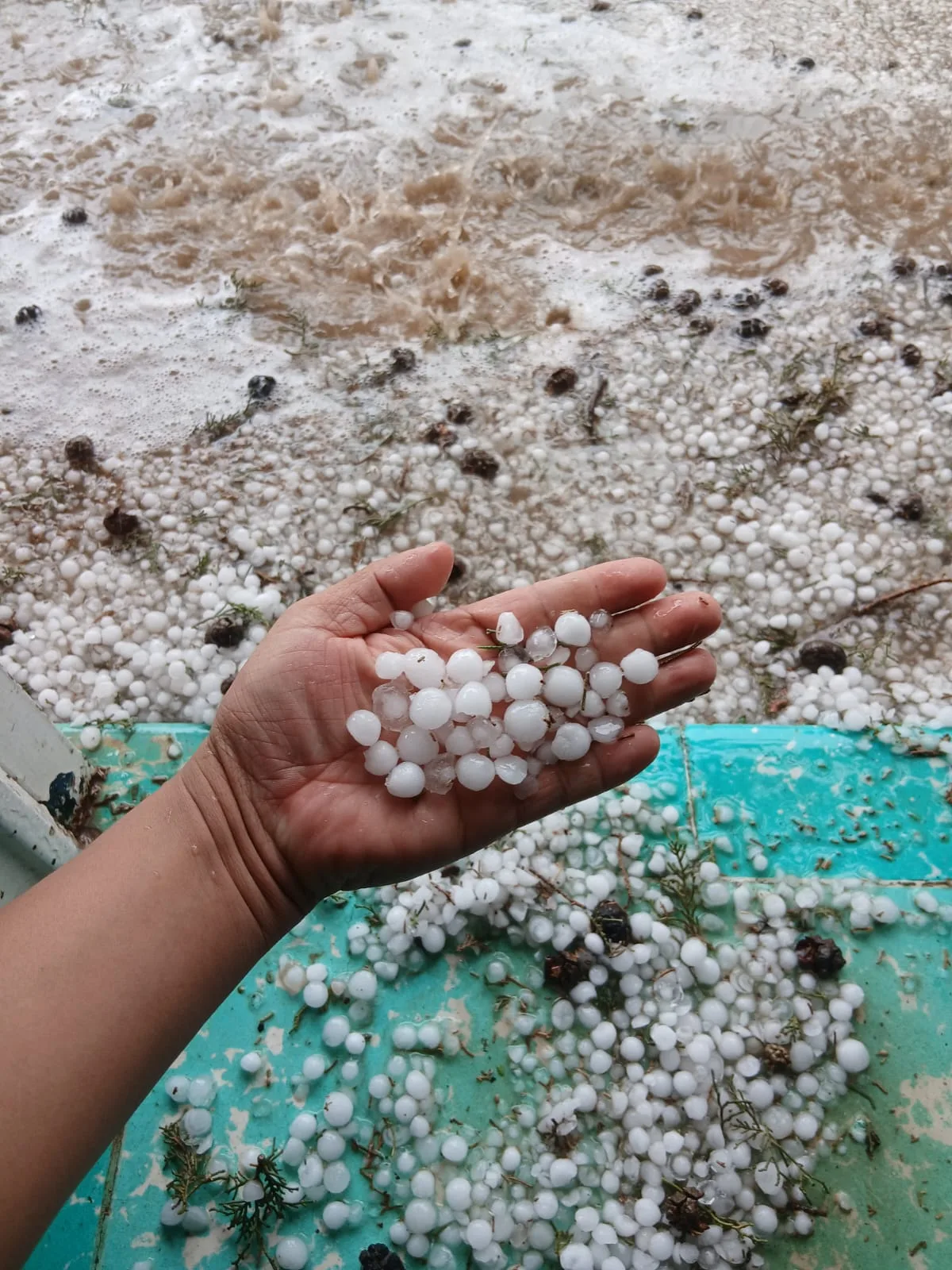 Protección Civil atiende 28 incidencias por lluvias en Chihuahua; Juárez concentra la mayoría - imagen 3