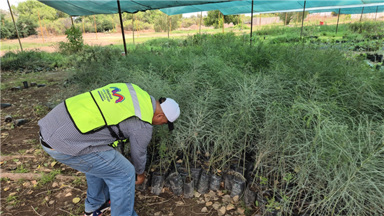 Consejos para cuidar árboles y plantas en Chihuahua por el Día Mundial del Medio Ambiente - imagen 3