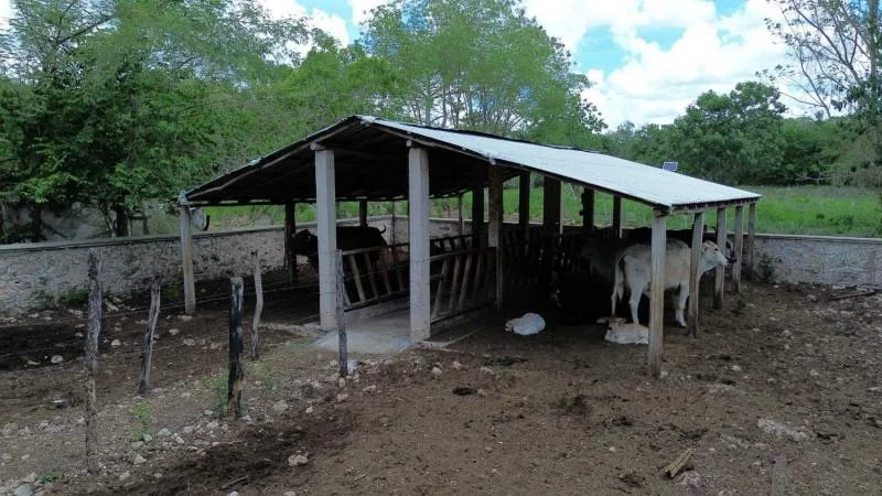 Programa Renacimiento Ganadero impulsa la producción de ganado Brahman en Yucatán - imagen 2