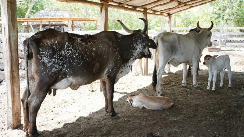 Programa Renacimiento Ganadero impulsa la producción de ganado Brahman en Yucatán - imagen 3