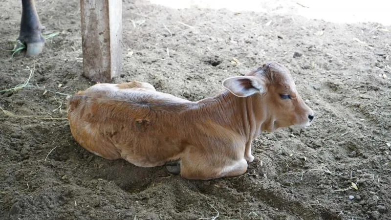 Programa Renacimiento Ganadero impulsa la producción de ganado Brahman en Yucatán - imagen 4
