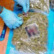 Sentencia de 10 años de prisión por tráfico de marihuana en Playa del Carmen, Quintana Roo - imagen 3