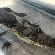 FGR asegura fauna silvestre en peligro de extinción en Zapopan, Jalisco - imagen 3