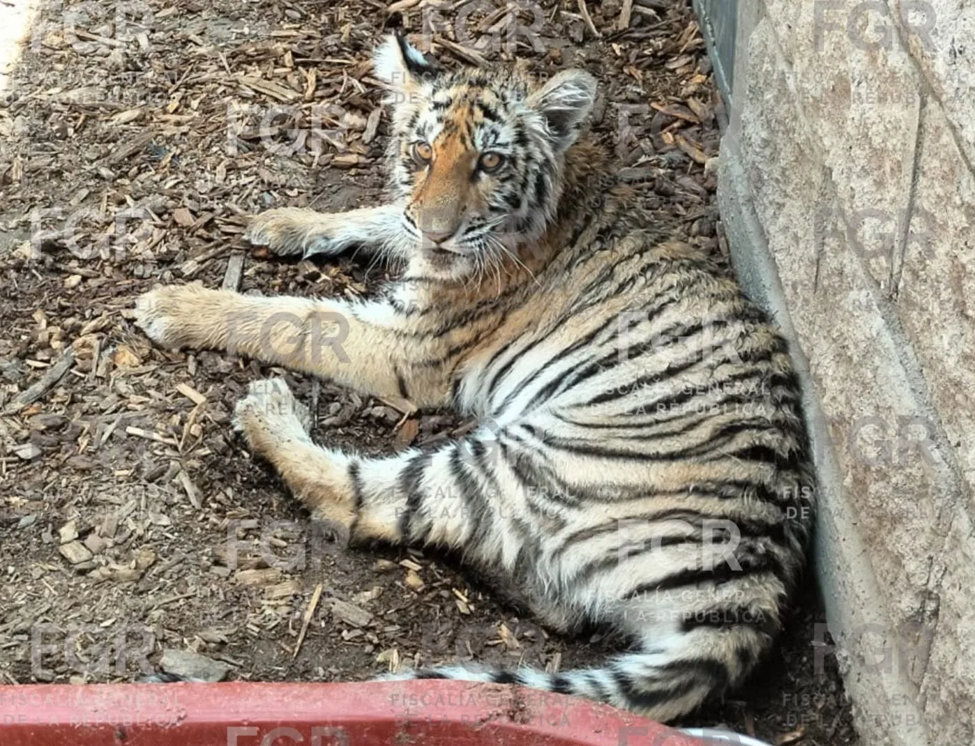 FGR asegura fauna silvestre en peligro de extinción en Zapopan, Jalisco - imagen 10