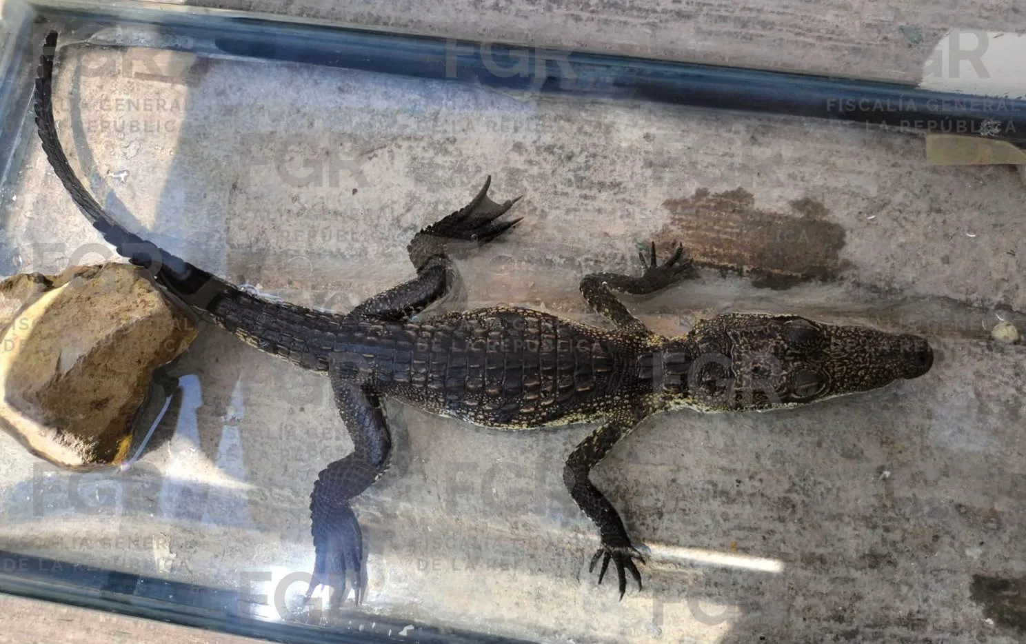FGR asegura fauna silvestre en peligro de extinción en Zapopan, Jalisco - imagen 8