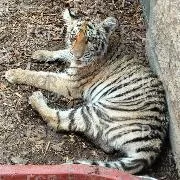 FGR asegura fauna silvestre en peligro de extinción en Zapopan, Jalisco - imagen 11