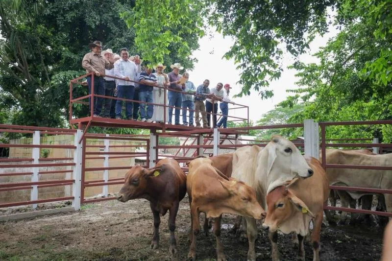 Renacimiento Agropecuario impulsa producción y bienestar en el sur de Yucatán - imagen 3