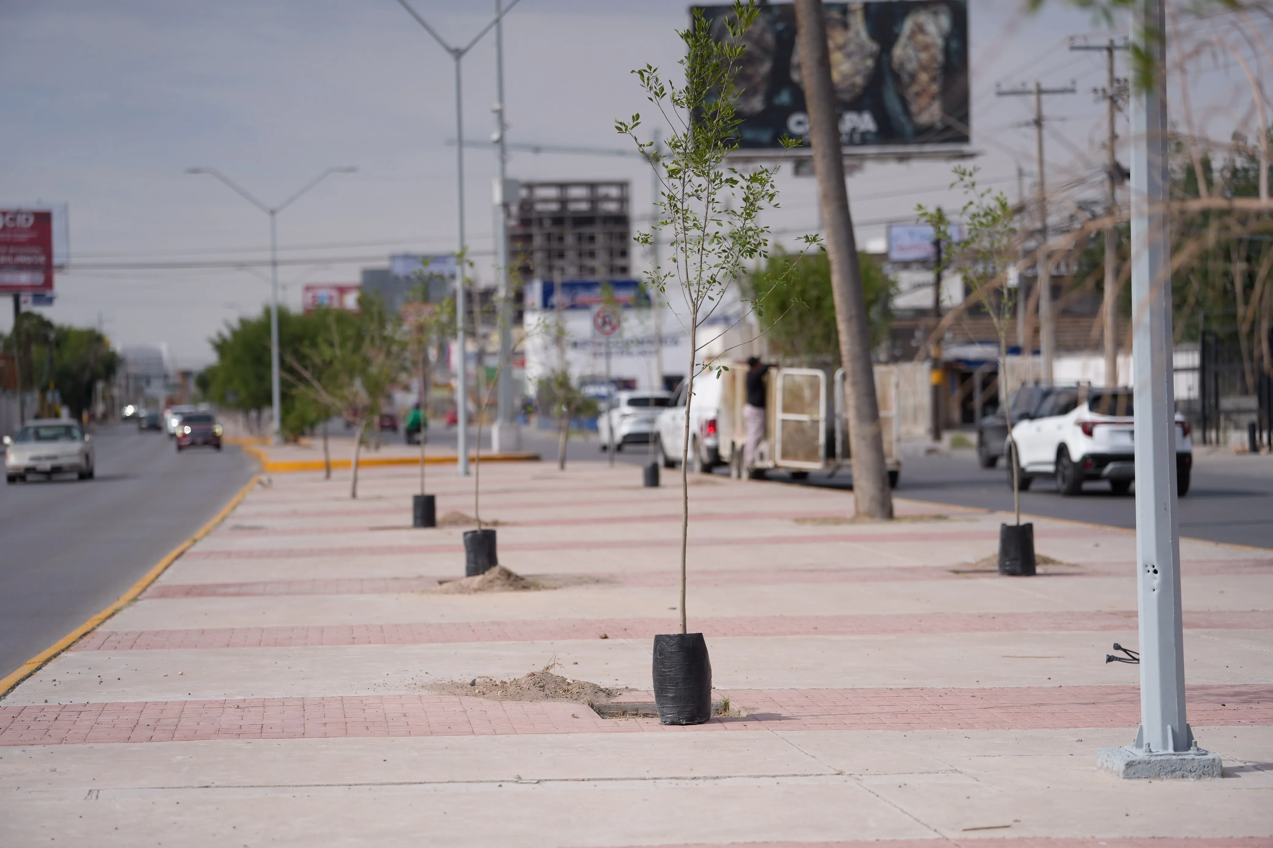 Plantan 98 árboles en Paseo de la Victoria y Antonio J. Bermúdez para ampliar áreas verdes en Ciudad Juárez - imagen 1