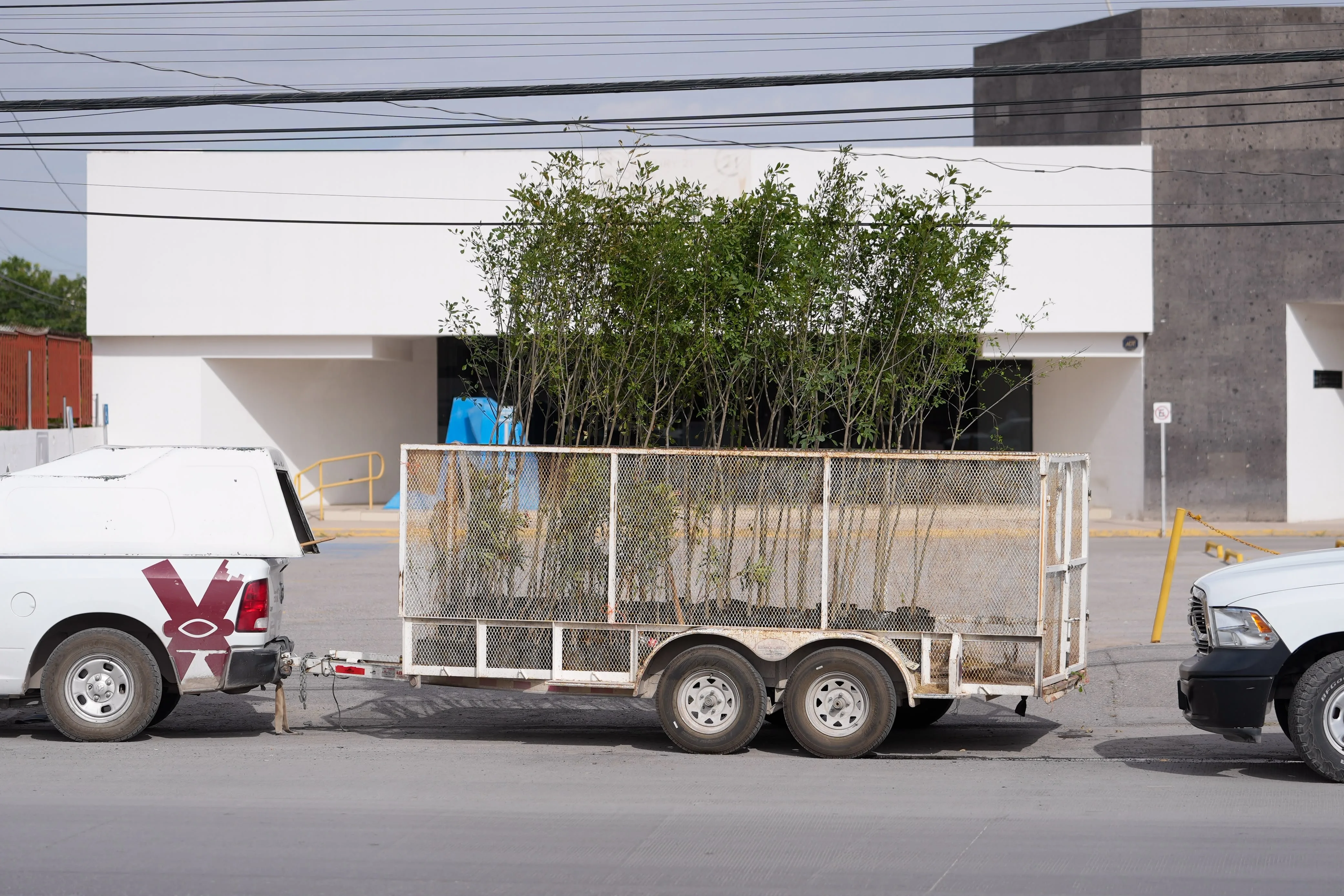 Plantan 98 árboles en Paseo de la Victoria y Antonio J. Bermúdez para ampliar áreas verdes en Ciudad Juárez - imagen 4