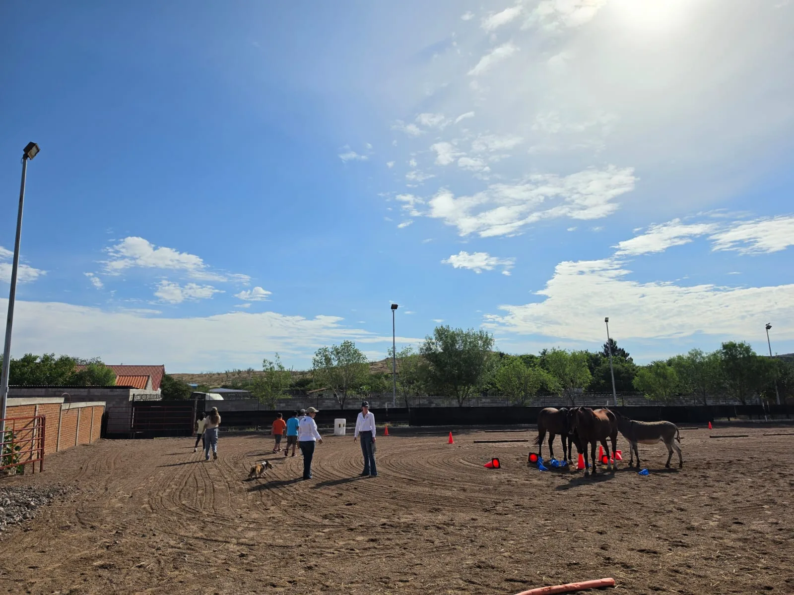 Fiscalía de Chihuahua impulsa terapia con caballos para atender a víctimas de delitos - imagen 6