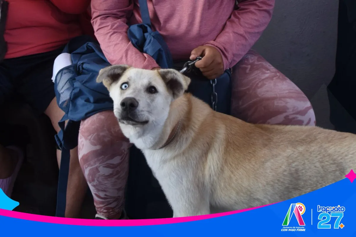 Irapuato realiza exitosa jornada de esterilización animal para promover el bienestar y controlar la población de mascotas - imagen 1