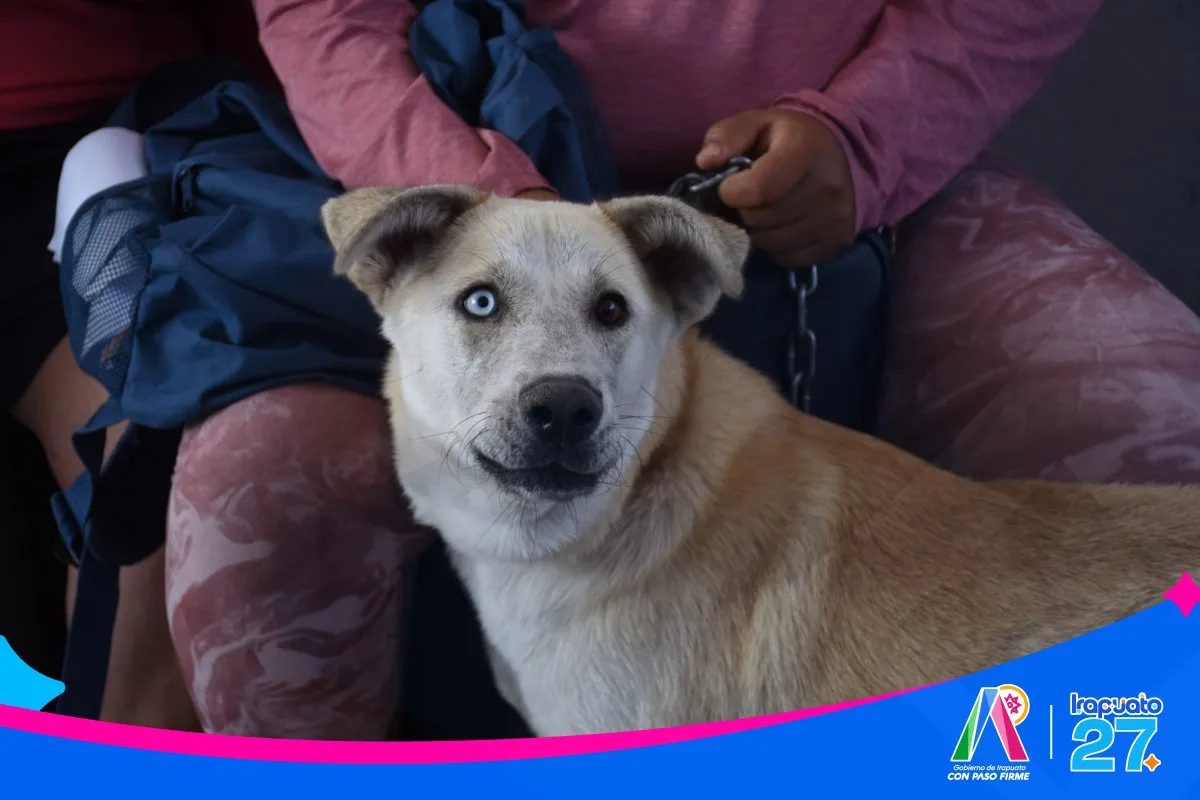 Irapuato realiza exitosa jornada de esterilización animal para promover el bienestar y controlar la población de mascotas - imagen 4