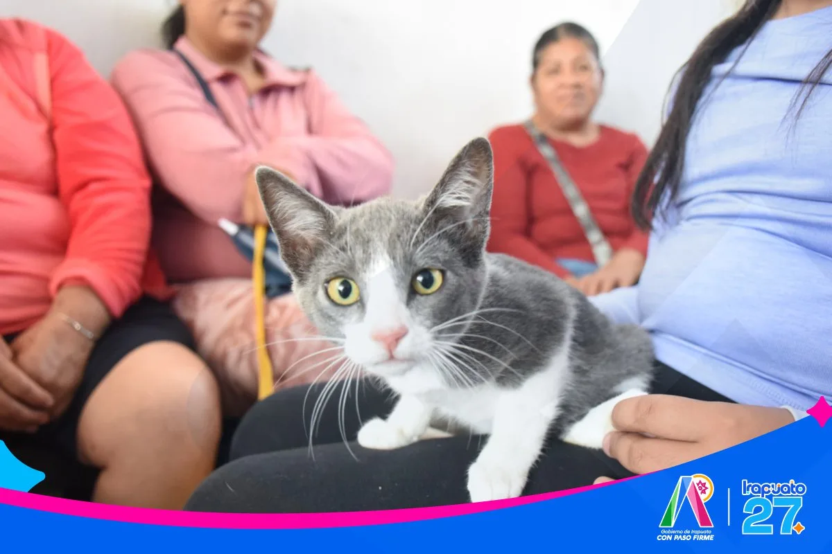 Irapuato realiza exitosa jornada de esterilización animal para promover el bienestar y controlar la población de mascotas - imagen 6