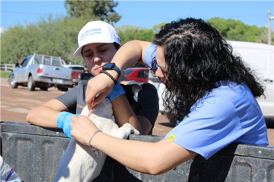 Municipio de Chihuahua ofrece más de 1,700 servicios gratuitos para mascotas en zonas rurales - imagen 3