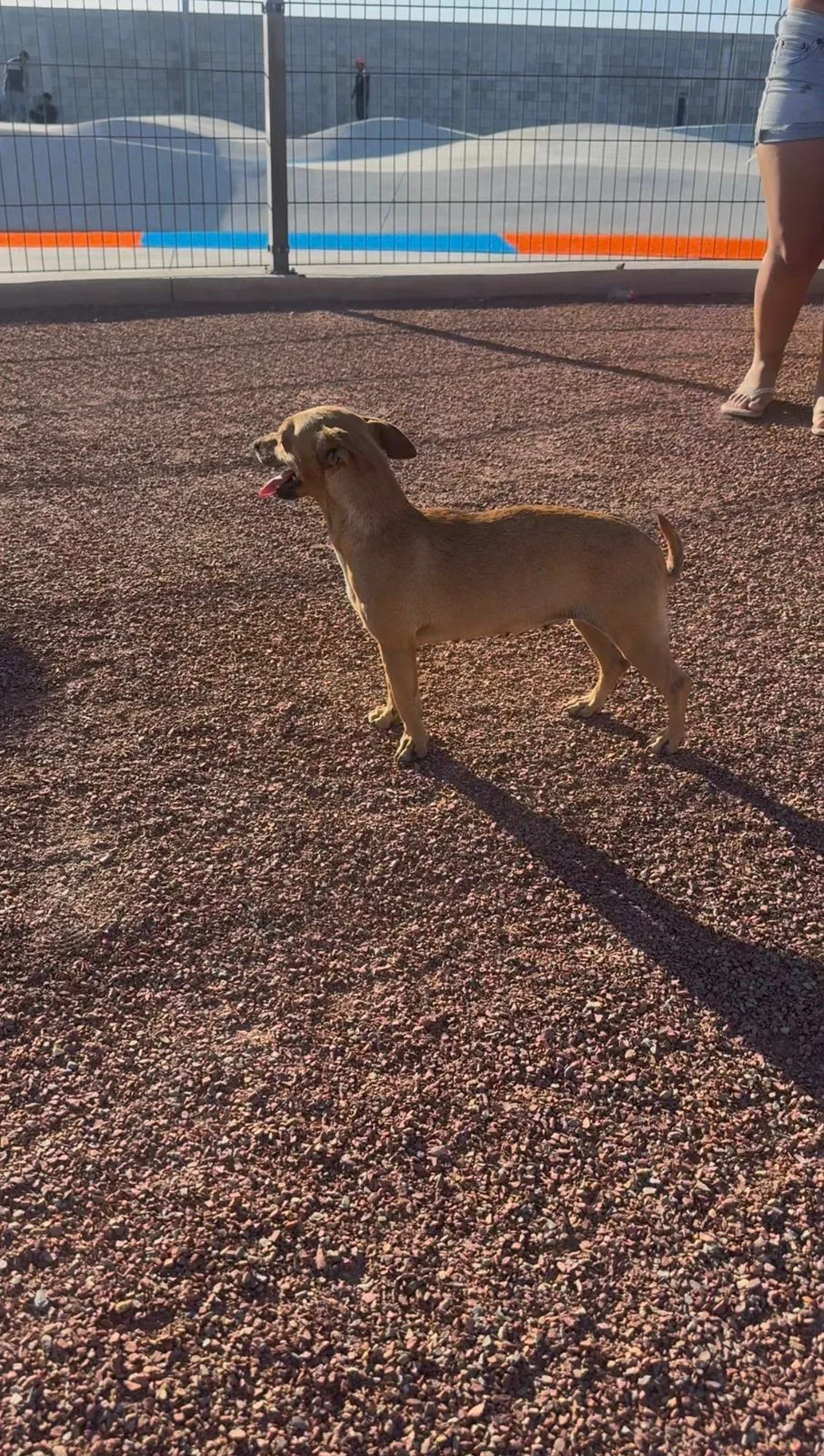 Parque Urbano Suroriente en Durango abre área especial para pasear mascotas - imagen 4