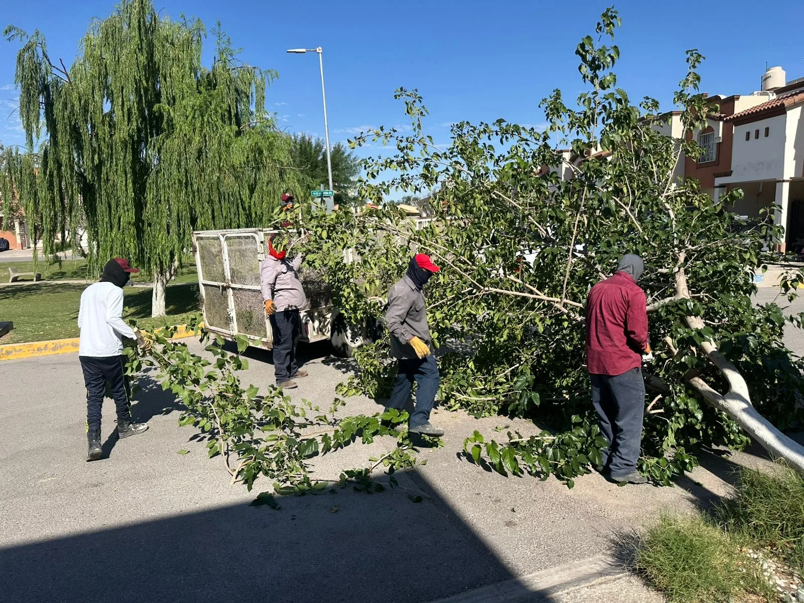 Retiran 15 árboles caídos tras fuertes vientos en Ciudad Juárez - imagen 2