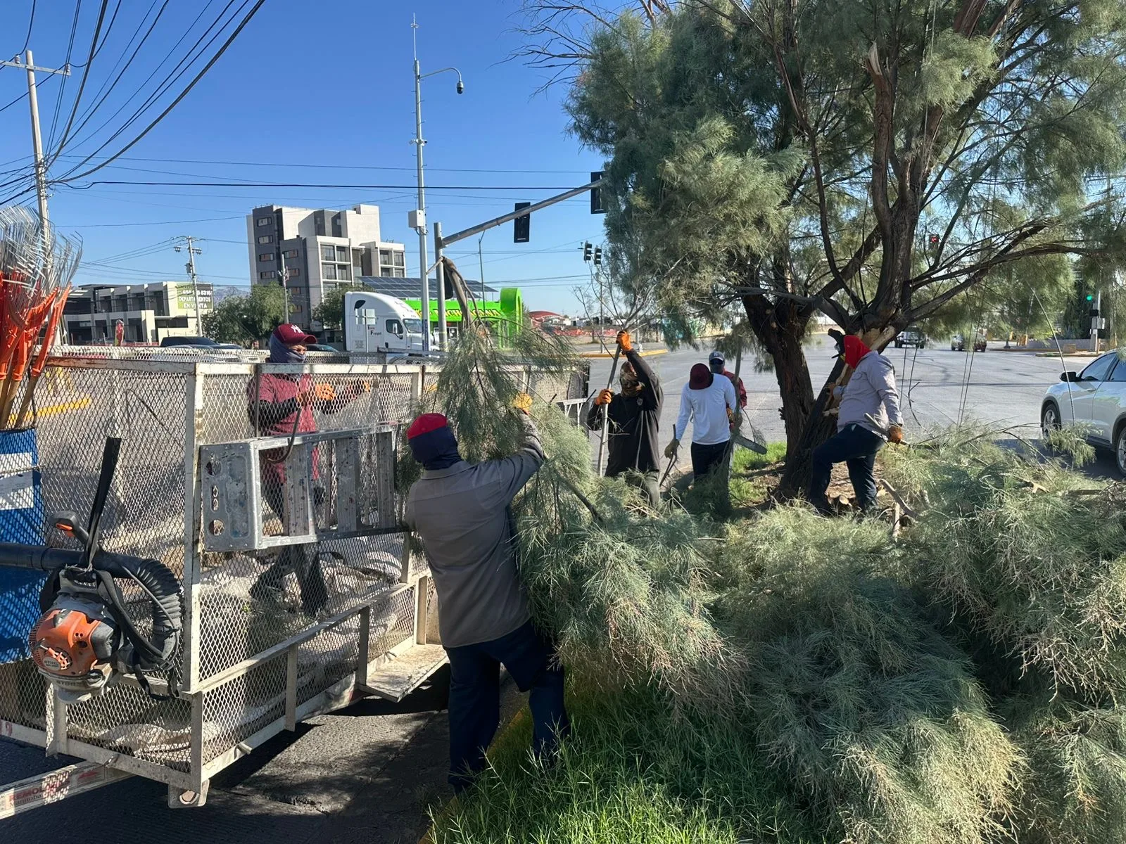 Retiran 15 árboles caídos tras fuertes vientos en Ciudad Juárez - imagen 3
