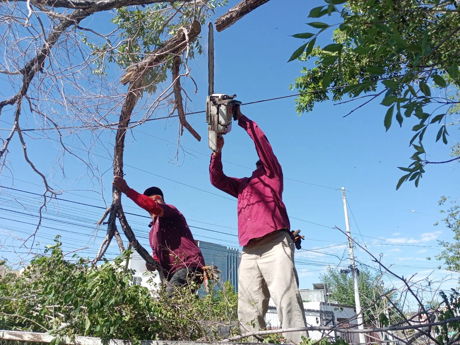 Retiran 15 árboles caídos tras fuertes vientos en Ciudad Juárez - imagen 5