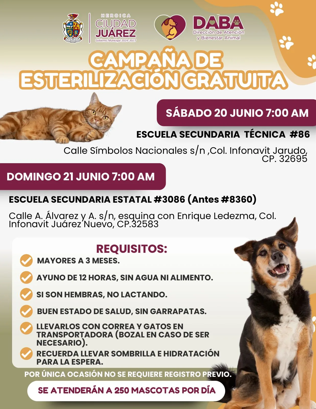 DABA realizará esterilizaciones gratuitas en Infonavit Jarudo y Juárez Nuevo este fin de semana - imagen 1