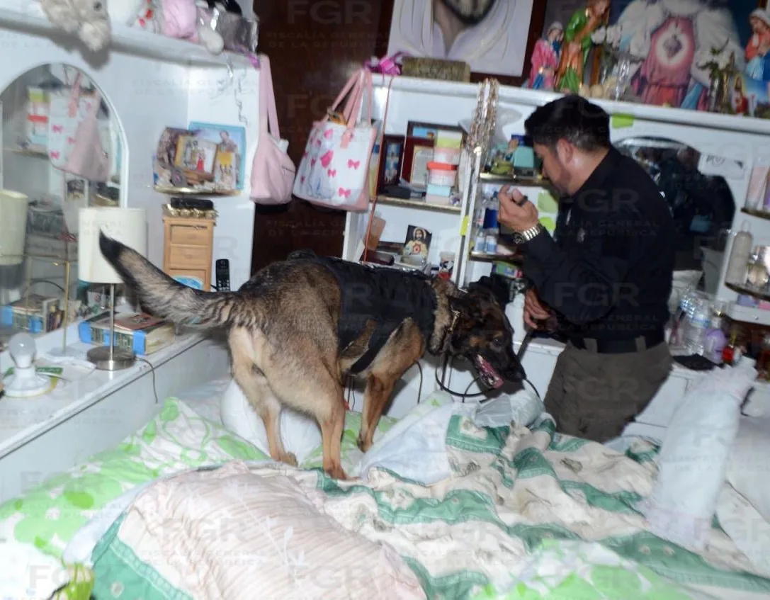 FGR asegura más de 300 dosis de droga en cateo en Apizaco, Tlaxcala - imagen 4