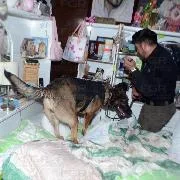 FGR asegura más de 300 dosis de droga en cateo en Apizaco, Tlaxcala - imagen 5