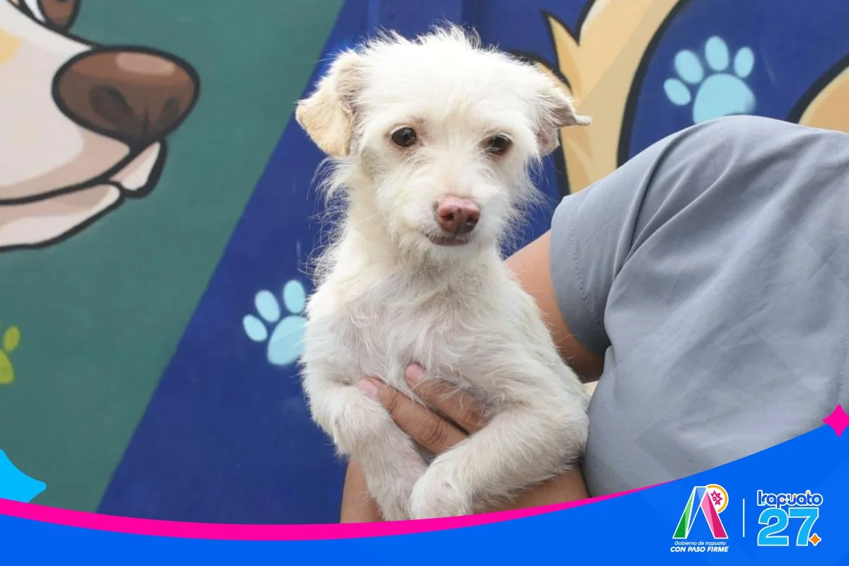 Irapuato impulsa la adopción responsable de mascotas a través del CANI - imagen 1