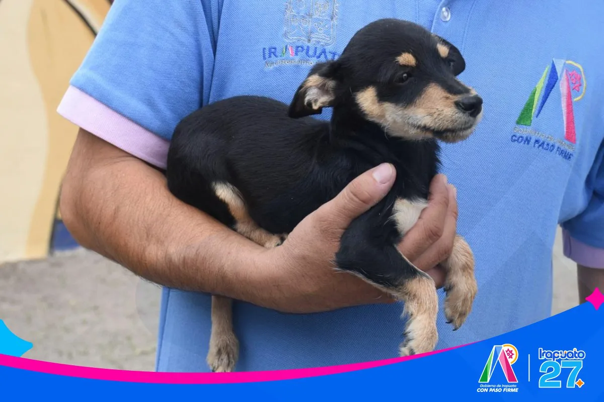 Irapuato impulsa la adopción responsable de mascotas a través del CANI - imagen 2