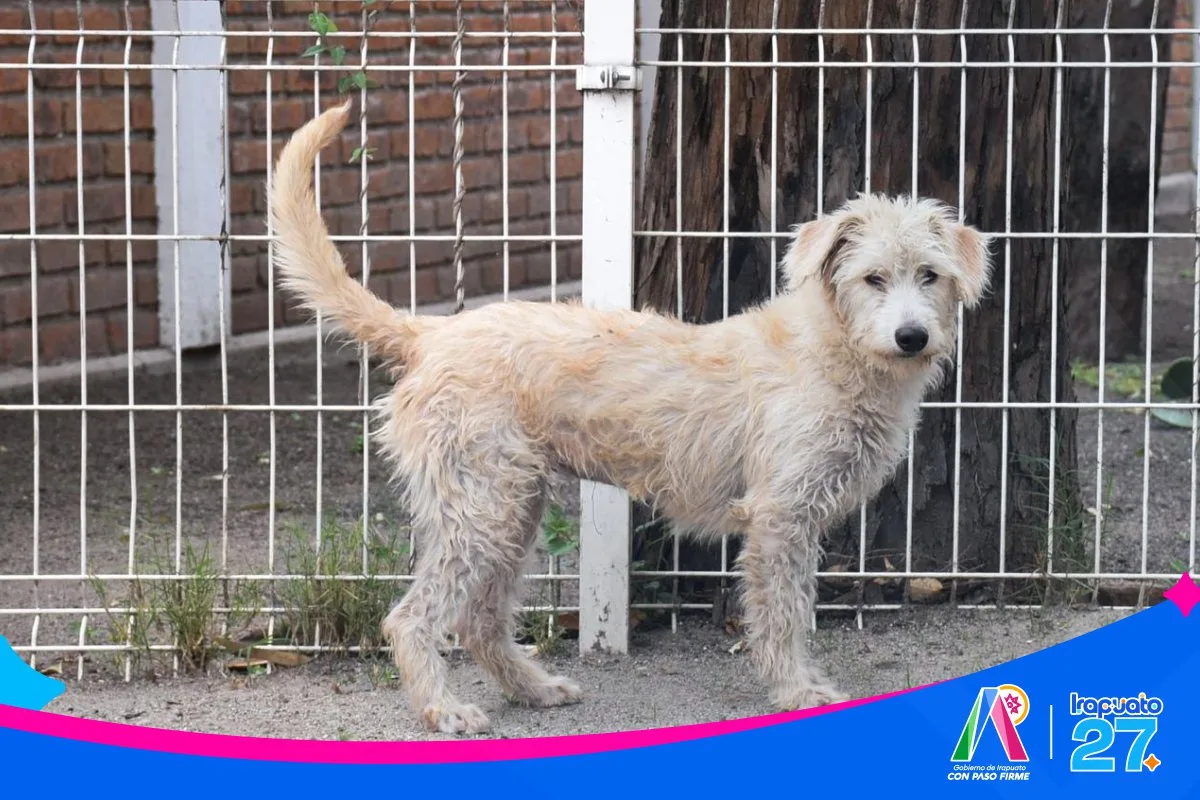 Irapuato impulsa la adopción responsable de mascotas a través del CANI - imagen 3