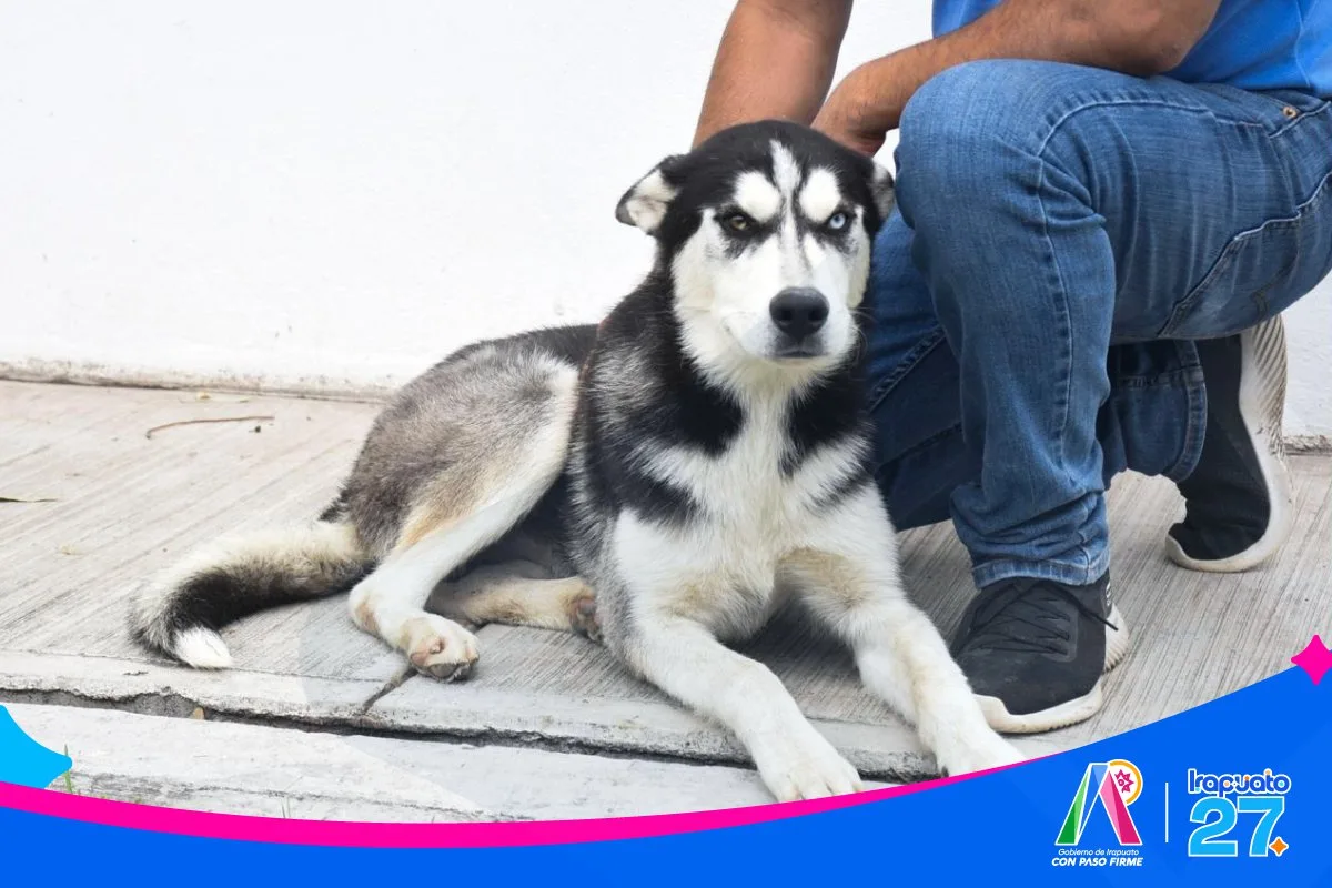 Irapuato impulsa la adopción responsable de mascotas a través del CANI - imagen 5