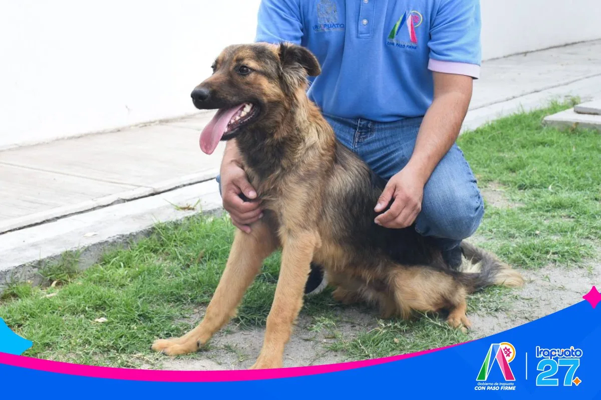 Irapuato impulsa la adopción responsable de mascotas a través del CANI - imagen 7