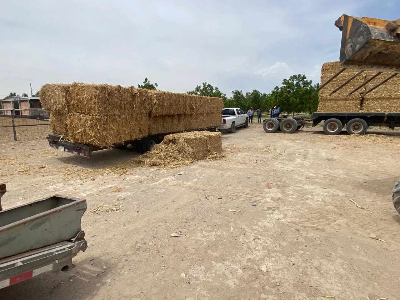 Estado entrega 229 pacas de rastrojo de maíz a productores pecuarios de Ciudad Juárez - imagen 1