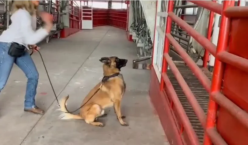 Chihuahua capacita a veterinarios para operar binomios caninos contra el gusano barrenador del ganado - imagen 2