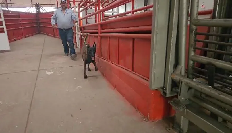 Chihuahua capacita a veterinarios para operar binomios caninos contra el gusano barrenador del ganado - imagen 1