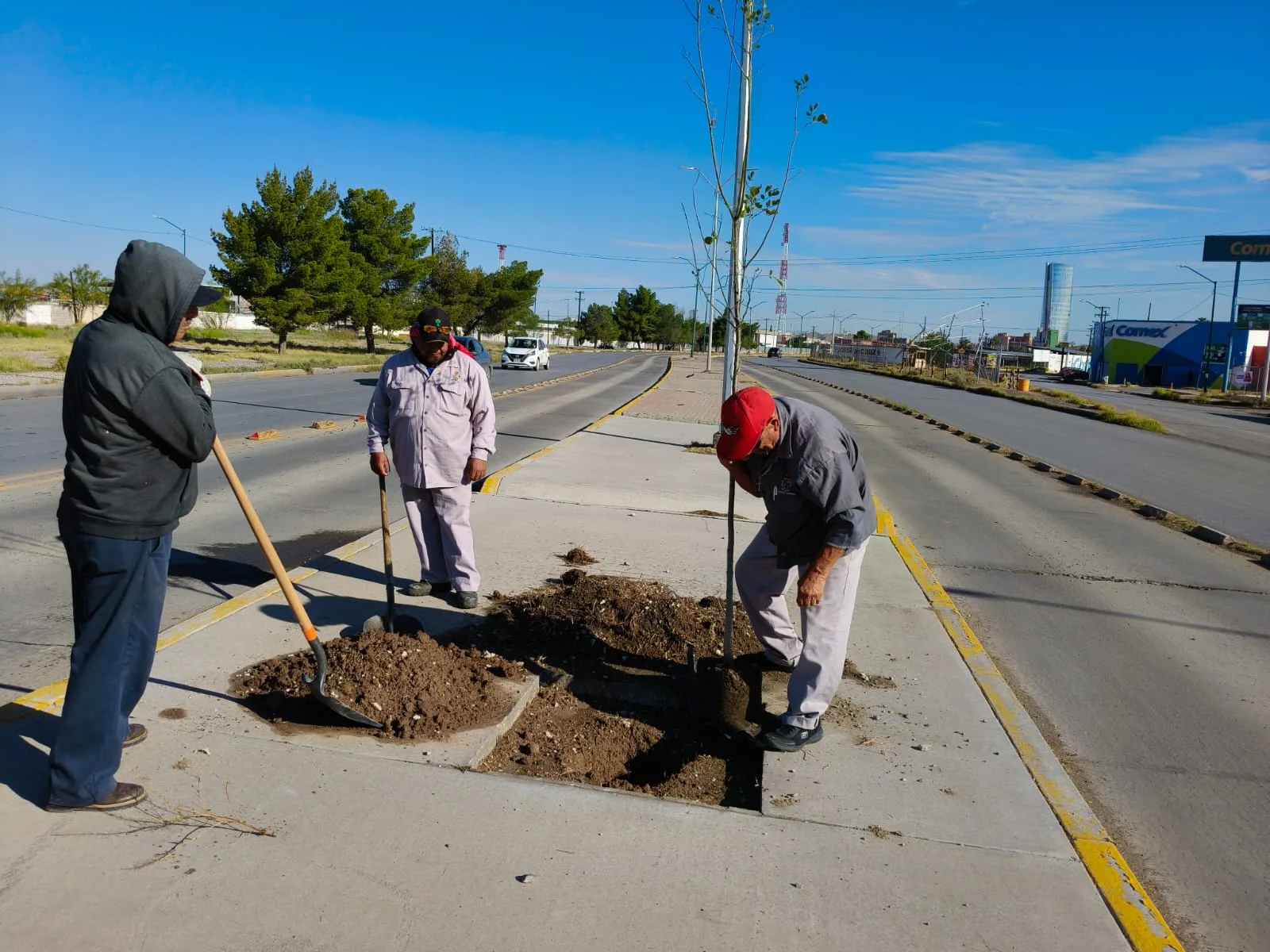 Plantan 50 fresnos en camellón del eje Vial Juan Gabriel para mejorar espacios urbanos - imagen 2