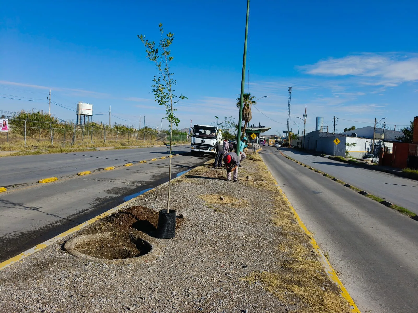 Plantan 50 fresnos en camellón del eje Vial Juan Gabriel para mejorar espacios urbanos - imagen 3